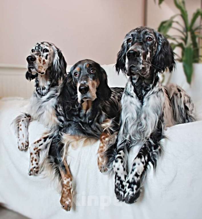 Собаки в Екатеринбурге: АНГЛИЙСКИЕ АРИСТО-СЕТТЕРЫ Мальчик, 80 000 руб. - фото 6