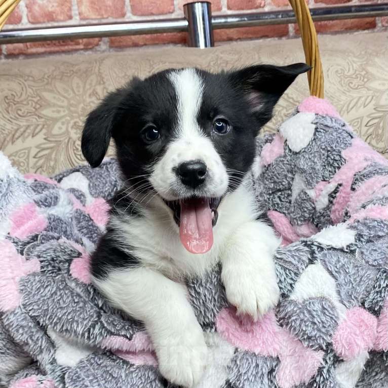 Собаки в Москве: Щенки вельш-корги кардиган Мальчик, 35 000 руб. - фото 3