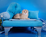 Кошки в Красноярске: Котята шотландские,золотая шиншилла Девочка, 25 000 руб. - фото 7