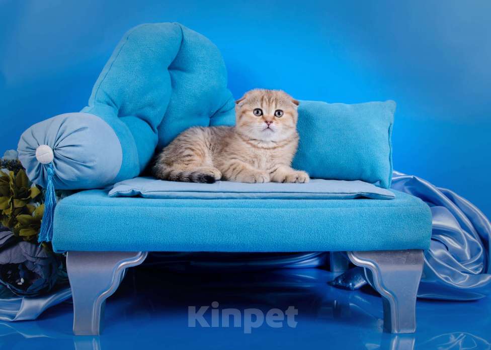 Кошки в Красноярске: Котята шотландские,золотая шиншилла Девочка, 25 000 руб. - фото 7