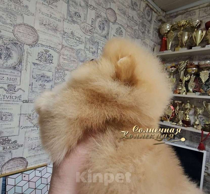 Собаки в Москве: Девочка померанского шпица из племенного питомника Ркф Девочка, Бесплатно - фото 2