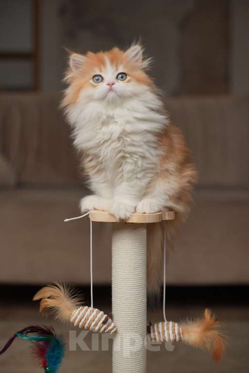 Кошки в Москве: КВИННИ ПУХ - королева породы  Девочка, 300 000 руб. - фото 6