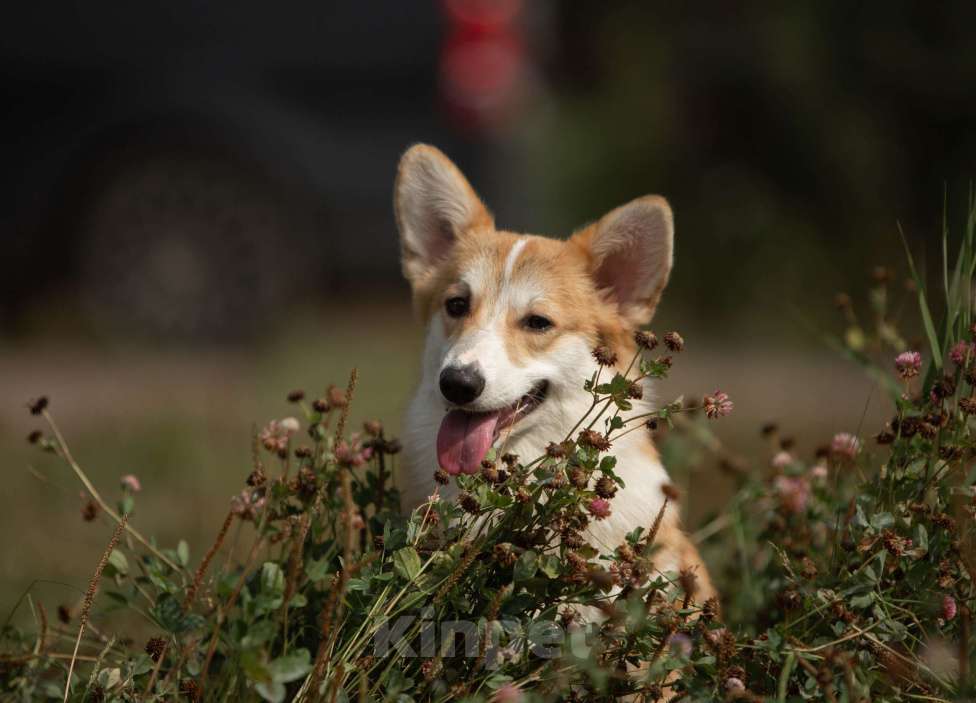 Собаки в Санкт-Петербурге: Перспективная сука вельш корги пемброка Девочка, 120 000 руб. - фото 4