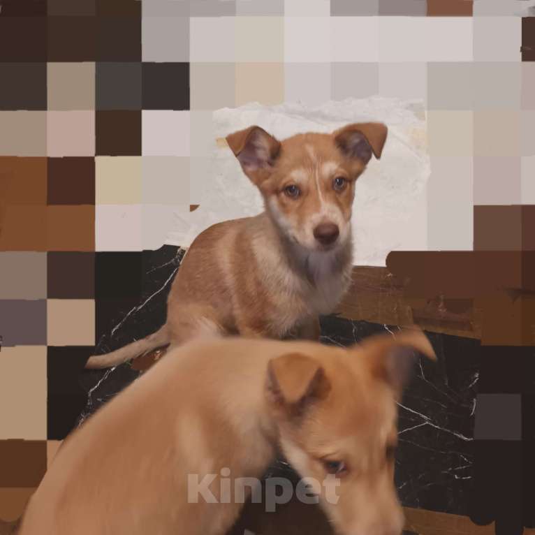 Собаки в Санкт-Петербурге: Щенок в добрые руки Девочка, Бесплатно - фото 4