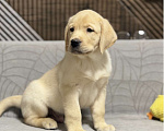 Собаки в других городах Московской области: Щенок лабрадора Мальчик, 80 000 руб. - фото 1
