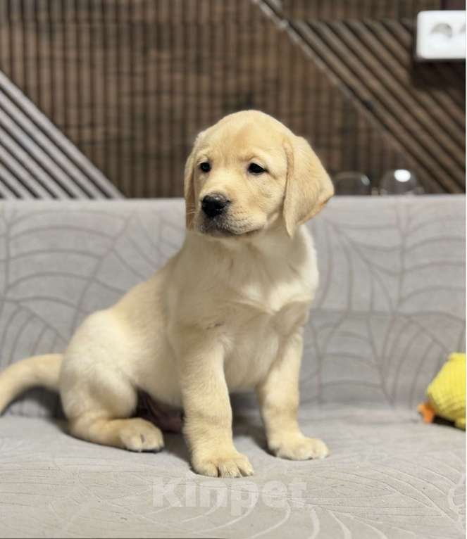 Собаки в других городах Московской области: Щенок лабрадора Мальчик, 80 000 руб. - фото 1