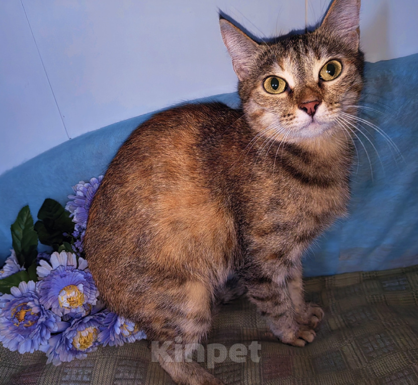 Кошки в Уфе: Кошечка Сима в добрые руки Девочка, Бесплатно - фото 3