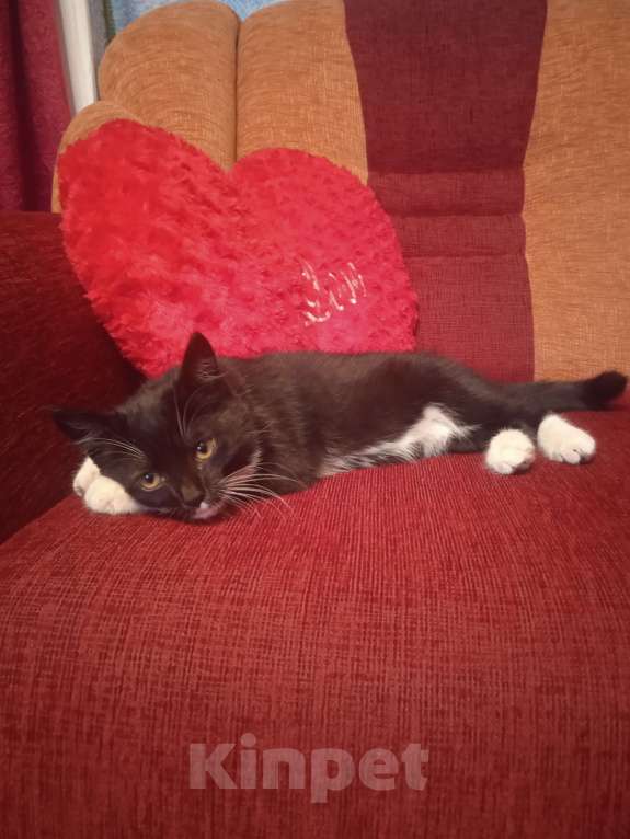 Кошки в Курске: В добрые руки котят Девочка, 1 руб. - фото 3