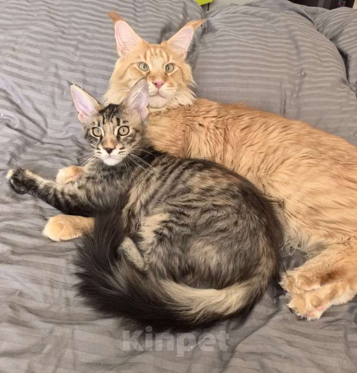 Кошки в Санкт-Петербурге: Котенок мейн кун девочка Девочка, 20 000 руб. - фото 3