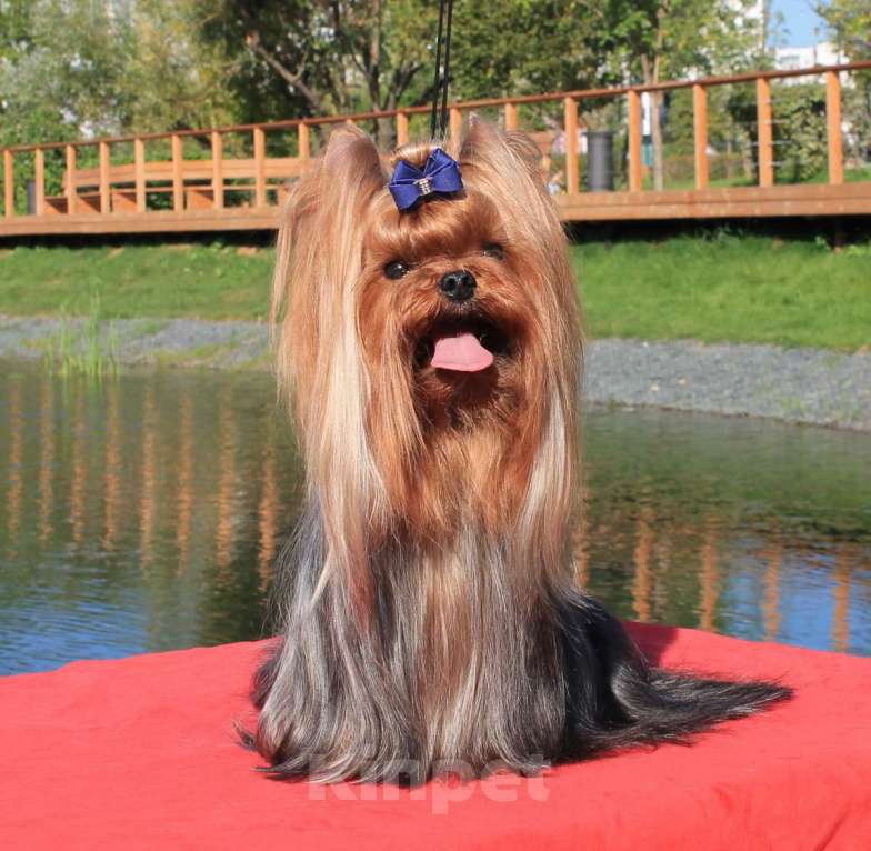 Собаки в Москве: Мальчик Йоркширского терьера для вязки. Мальчик, 10 000 руб. - фото 3