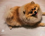 Собаки в Уфе: Кобель вязка Мальчик, 10 руб. - фото 3