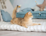 Кошки в Москве: Британские котята золотого окраса Мальчик, 55 000 руб. - фото 6
