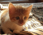 Кошки в Краснодаре: Котенок Мальчик, 100 руб. - фото 1