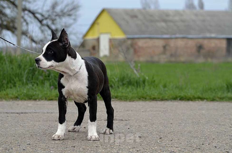 Собаки в Краснодаре: Девочка амстаффа с документами РКФ Девочка, 50 000 руб. - фото 8