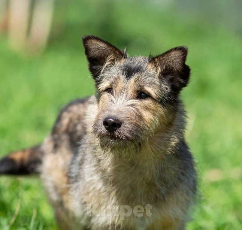 Собаки в Москве: Сонечка в поисках дома Девочка, Бесплатно - фото 6