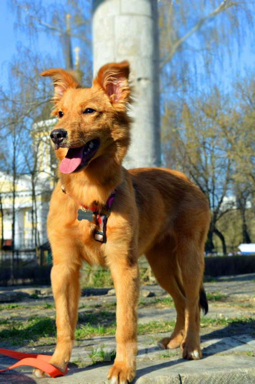 Собаки в Балашихе: Солнечная красотка Пенни (8 мес) в поиске дома Девочка, Бесплатно - фото 4