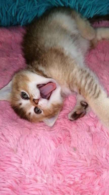 Кошки в Москве: Шотландские котята шиншилла  Девочка, 20 000 руб. - фото 8