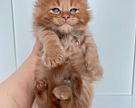 Кошки в Ярославле: Котенок породы Мейн Кун Девочка, Бесплатно - фото 4