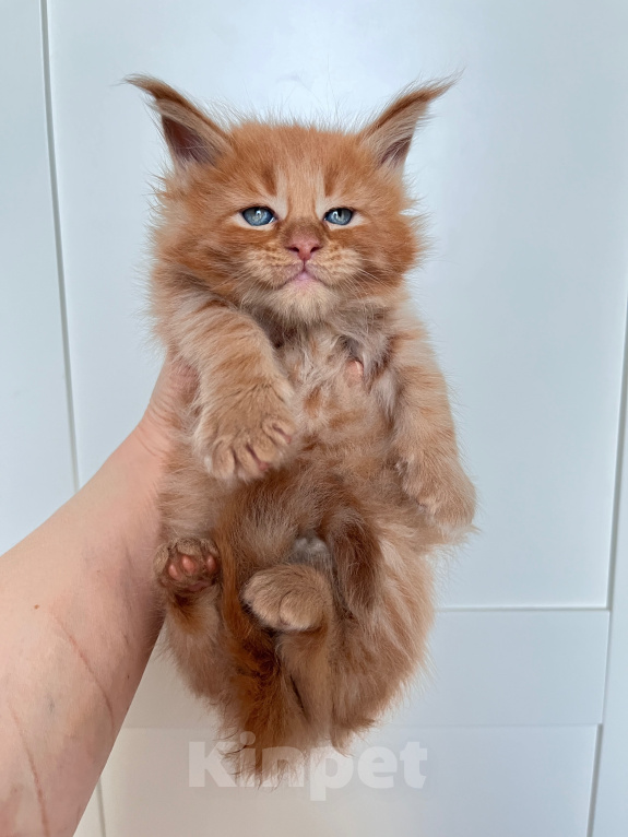 Кошки в Ярославле: Котенок породы Мейн Кун Девочка, Бесплатно - фото 4