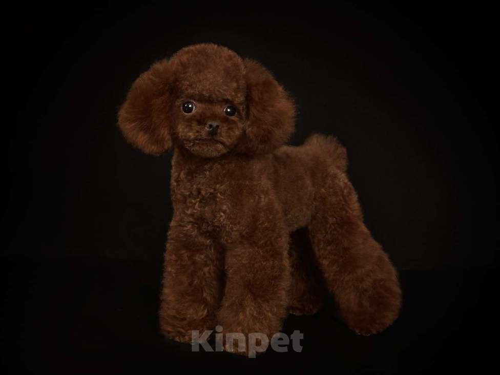 Собаки в Москве: Тикап Тедди Пудель для вязок Мальчик, 30 000 руб. - фото 2