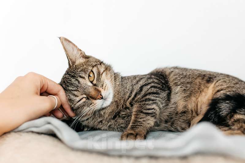 Кошки в Москве: Метис абиссинской породы Тасенька в добрые руки Девочка, 1 руб. - фото 3