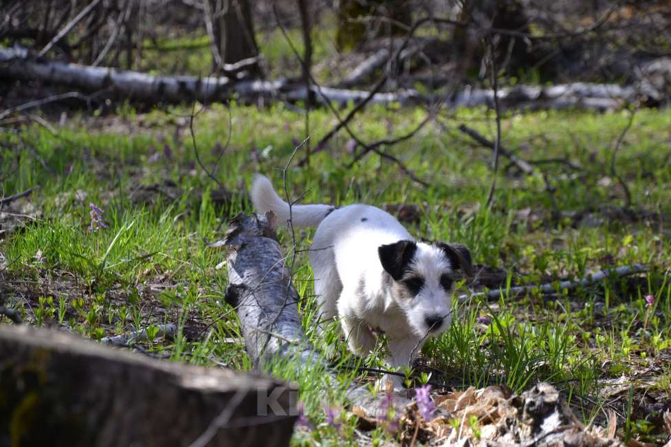 Собаки в Саратове: Девочки джек рассел терьера Девочка, Бесплатно - фото 3