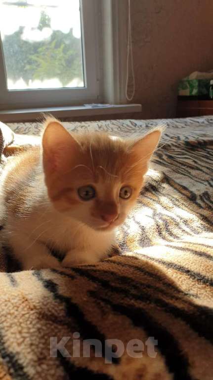 Кошки в Краснодаре: Котенок Мальчик, 100 руб. - фото 1