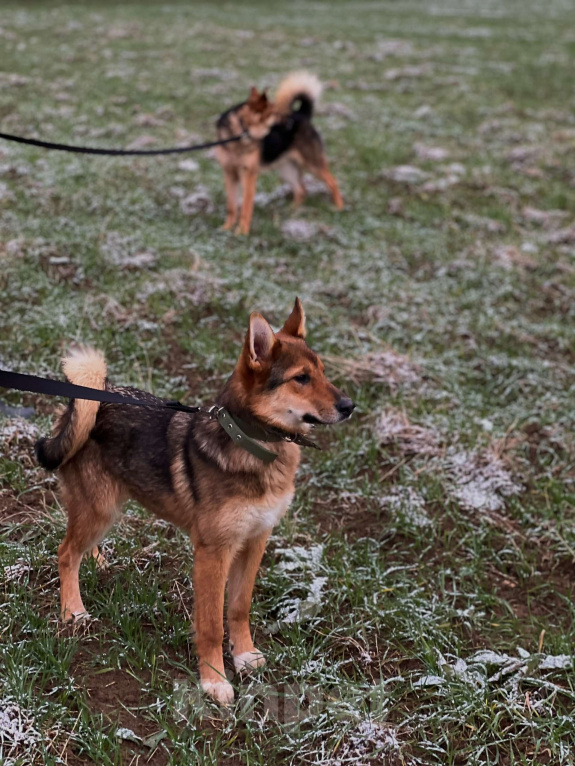 Собаки в Клине: Миндаль — милая карамельная очаровашка, которая ждёт своего Человека Девочка, Бесплатно - фото 3