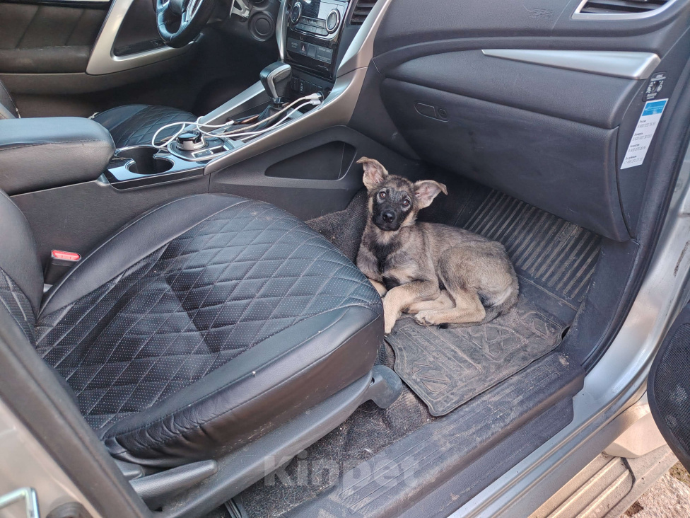 Собаки в Москве: Щенок в добрые руки! Мальчик, Бесплатно - фото 3