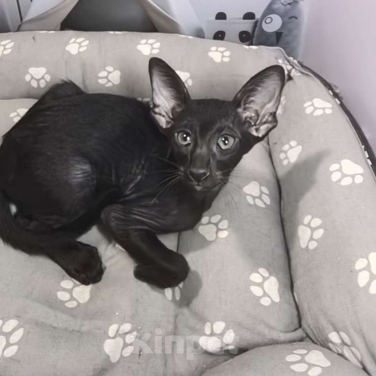 Кошки в Вологде: Малыши Мальчик, 45 000 руб. - фото 2