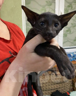 Кошки в Геленджике: Продажа Девочка, 15 000 руб. - фото 3
