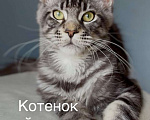Кошки в Красногорске: 🔥Не просто кот, а мейн-кун! Мальчик, 70 000 руб. - фото 1