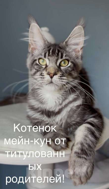 Кошки в Красногорске: 🔥Не просто кот, а мейн-кун! Мальчик, 70 000 руб. - фото 1
