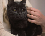 Кошки в Москве: Косоглазый черный котик в добрые руки Мальчик, Бесплатно - фото 3