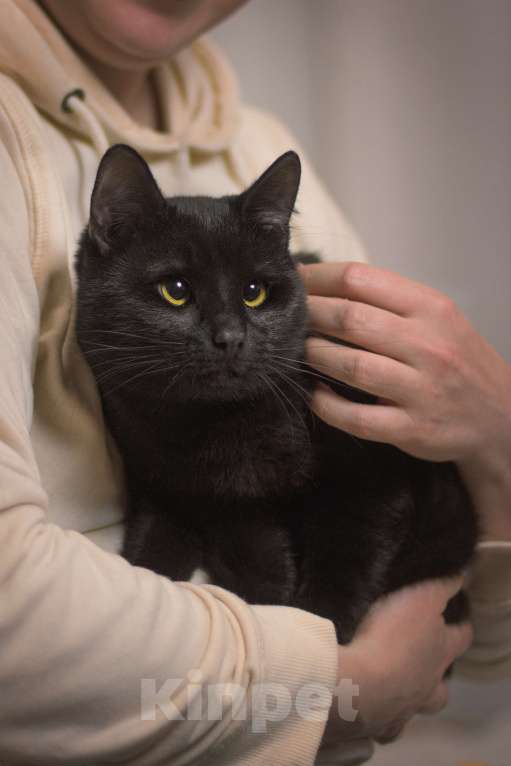 Кошки в Москве: Косоглазый черный котик в добрые руки Мальчик, Бесплатно - фото 3