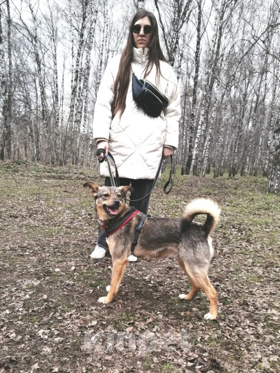 Собаки в Москве: Пеппи Длинныйчулок Девочка, 10 руб. - фото 2