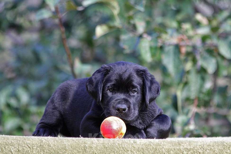 Собаки в Новороссийске: Лучший друг для активной семьи  Мальчик, Бесплатно - фото 3