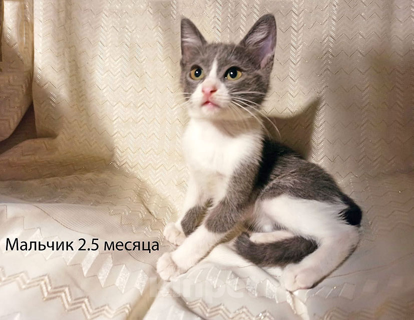 Кошки в Москве: Четыре маленьких сердечка ищут хозяев Девочка, Бесплатно - фото 3