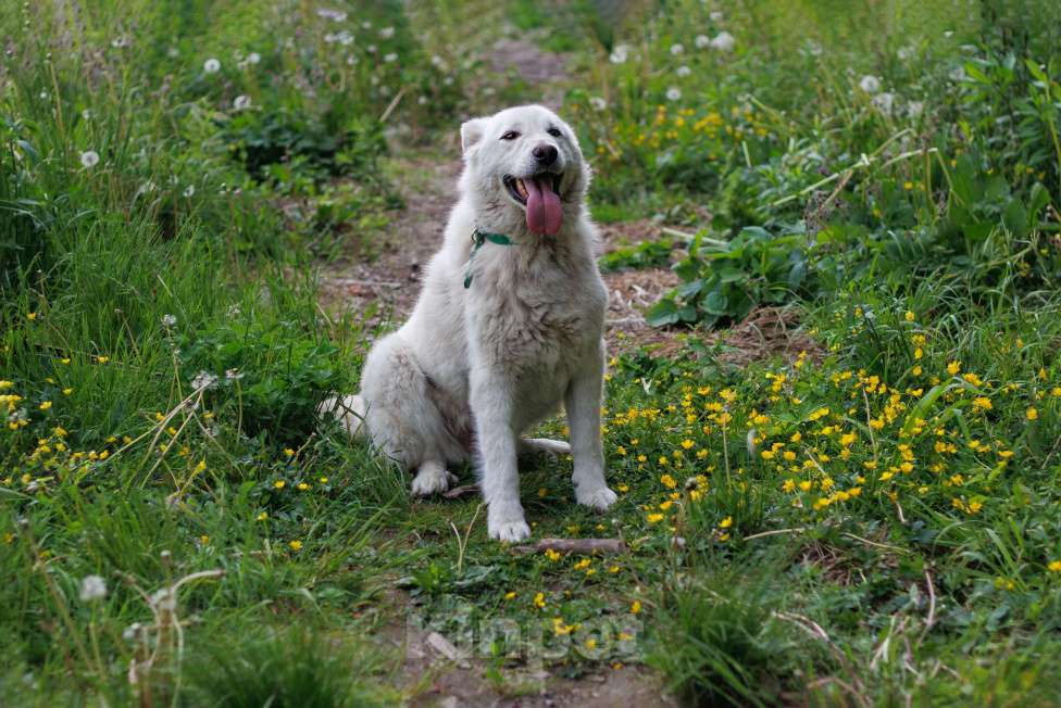 Собаки в других городах Московской области: Кокос Мальчик, Бесплатно - фото 4