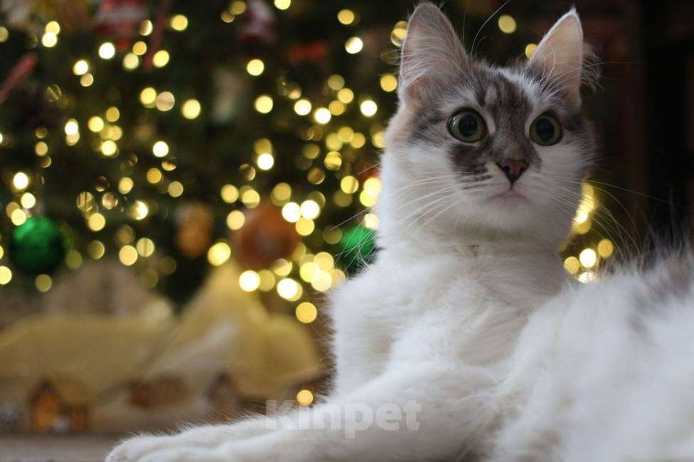 Кошки в Москве: Мика Девочка, Бесплатно - фото 4