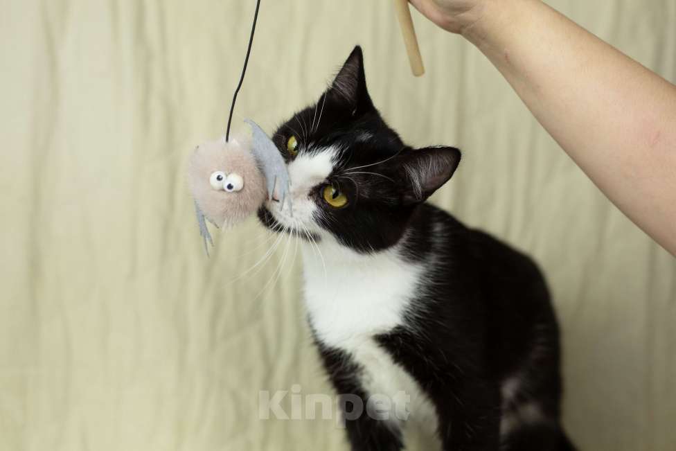 Кошки в Москве: Верочка верит в доброту людей Девочка, Бесплатно - фото 2