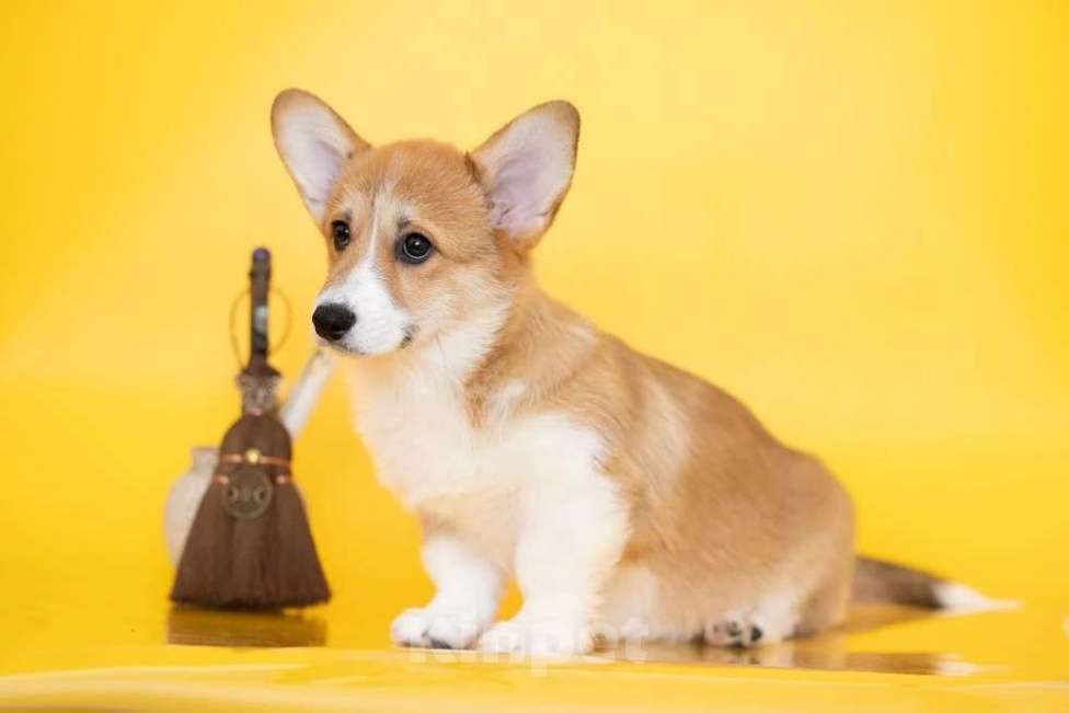 Собаки в Мытищах: Щенки вельш-корги пемброка РКФ Разнополые, Бесплатно - фото 3