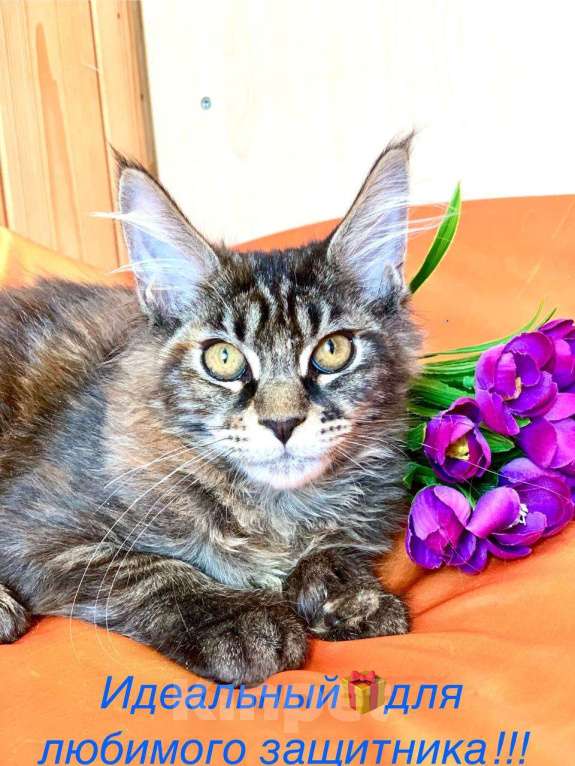 Кошки в Челябинске: 🔥🔥🔥 КОТЯТА МЕЙН-КУН ПОЛИДАКТ И КЛАССИКА Девочка, Бесплатно - фото 8