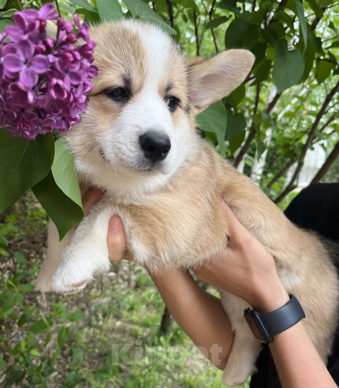 Собаки в Краснодаре: Щенки вельш корги пемброк Девочка, 100 000 руб. - фото 10