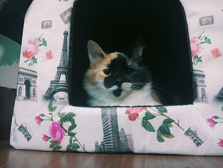 Отдаю котят в добрые руки