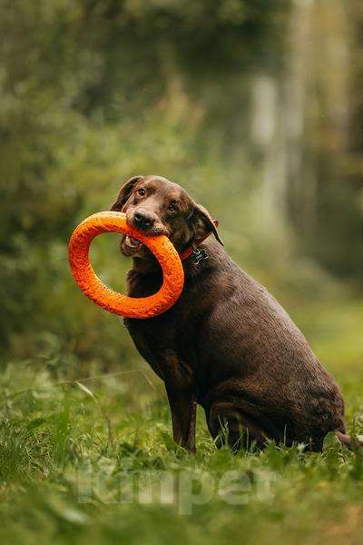 Собаки в Москве: Метис лабрадора Валико ищет дом.  Мальчик, Бесплатно - фото 1