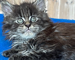 Кошки в Санкт-Петербурге: Чистокровные котята породы Мейн Кун Девочка, 20 000 руб. - фото 4