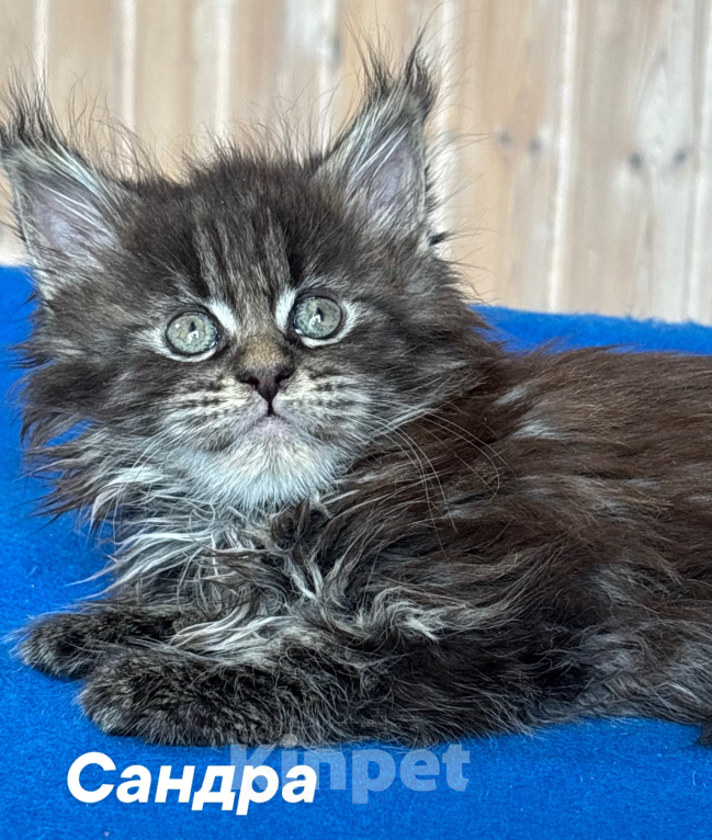 Кошки в Санкт-Петербурге: Чистокровные котята породы Мейн Кун Девочка, 20 000 руб. - фото 4