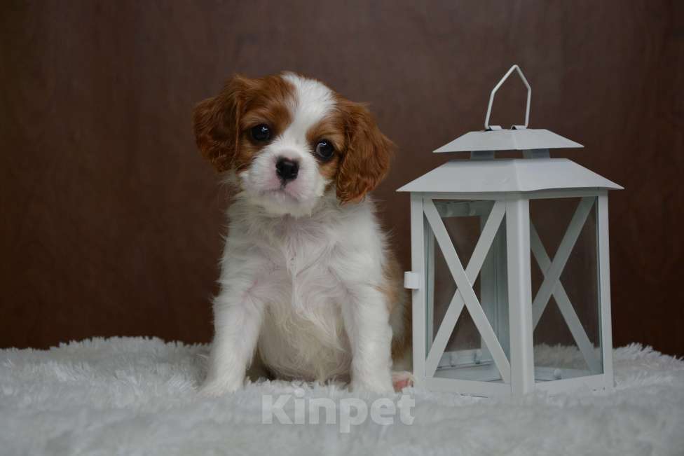 Собаки в Воронеже: Щенки Кавалер Кинг Чарльз Спаниель  Девочка, 65 000 руб. - фото 3