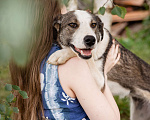 Собаки в Троицке: Собака-компаньон Девочка, Бесплатно - фото 4